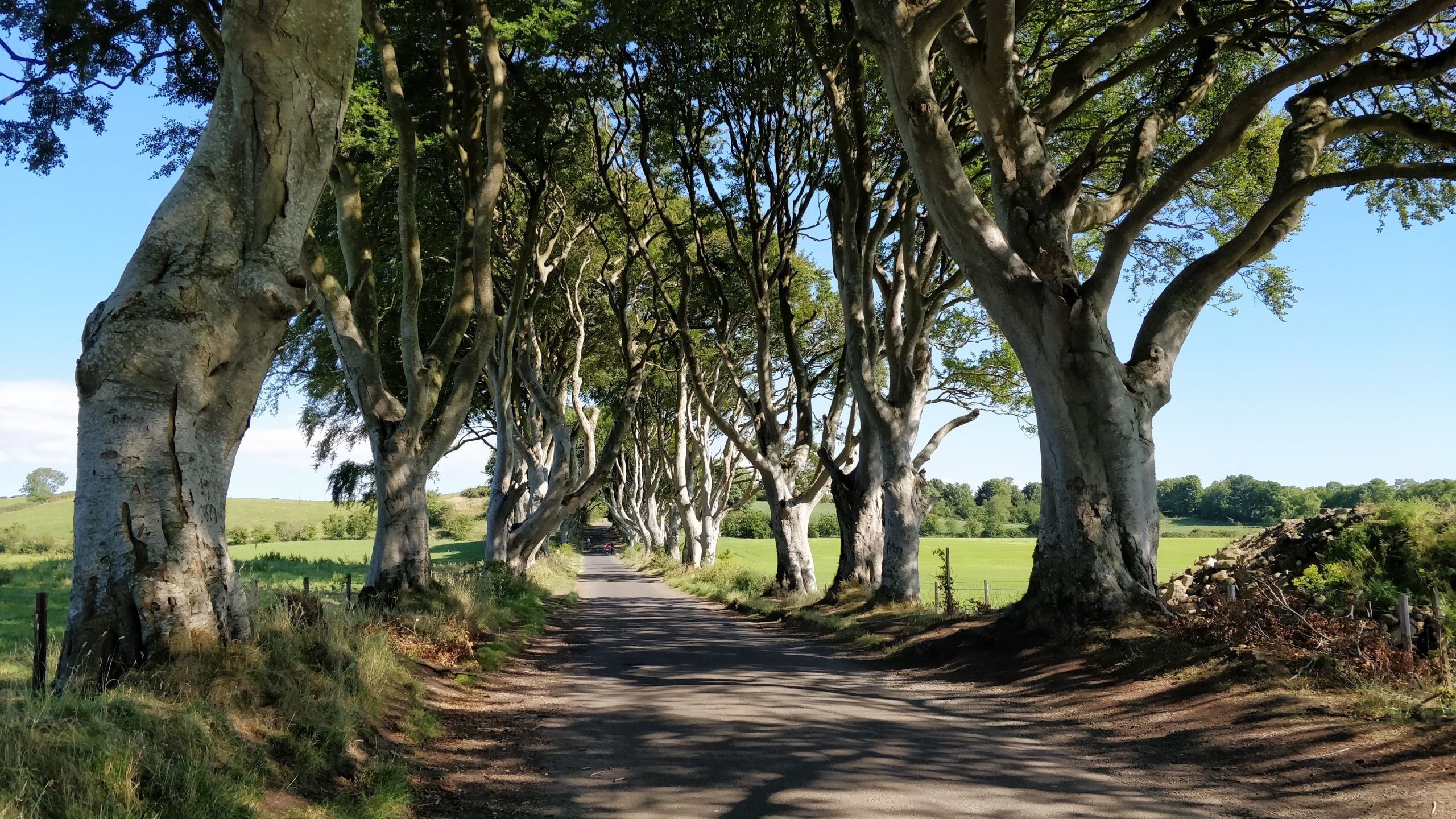 The Dark Hedges